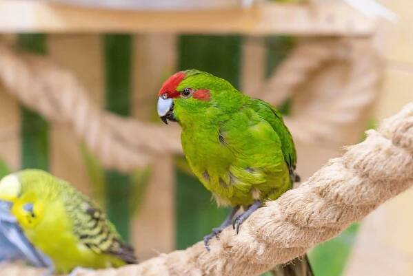 Kakariki rudočelý (Cyanoramphus novaezelandiae) – Fascinující společník ze světa papoušků | Super zoo