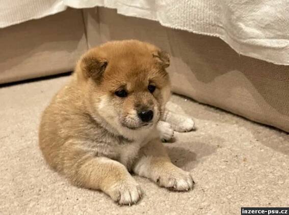 Shiba-inu na prodej~6000 Kč