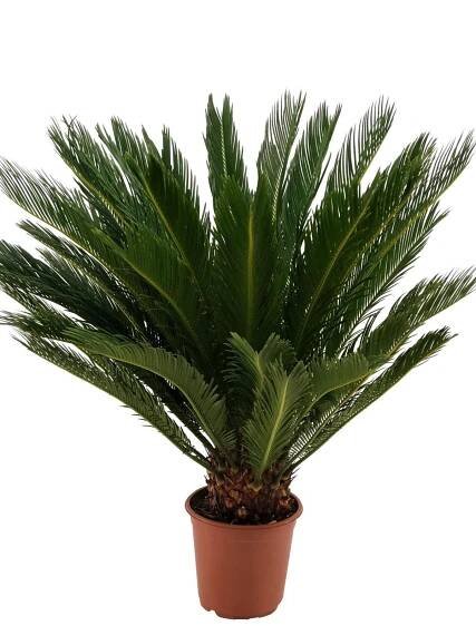 Cycas Revoluta 80-100 cm 15-20 cm kmen Palmová kapradina Sago palma