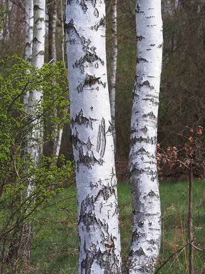 File:Betula pendula Brzoza brodawkowata 2023-04-15 Sołtysowice 03.jpg
