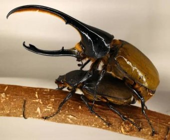 Dynastinae or rhinoceros beetles are a subfamily of the scarab beetle family (Scarabaeidae). Rhinoceros beetles  include Hercules, unicorn or horn beetles — Stock obrázek