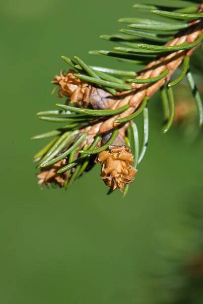 Picea abies ´Inversa´ - smrk ztepilý, obecný - pupeny rašící 