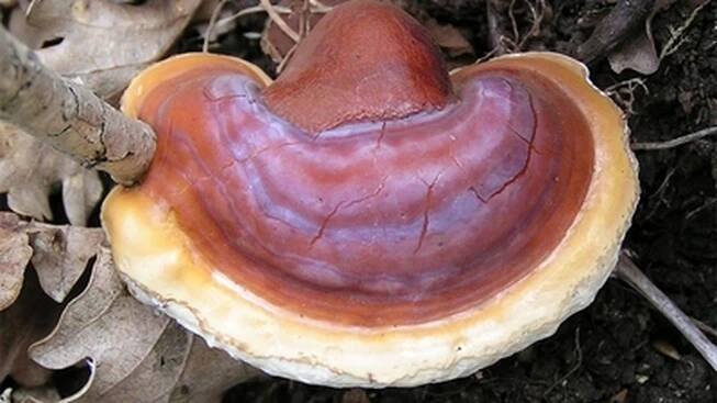 Ganoderma lucidum: Nejlepší průvodce houbami