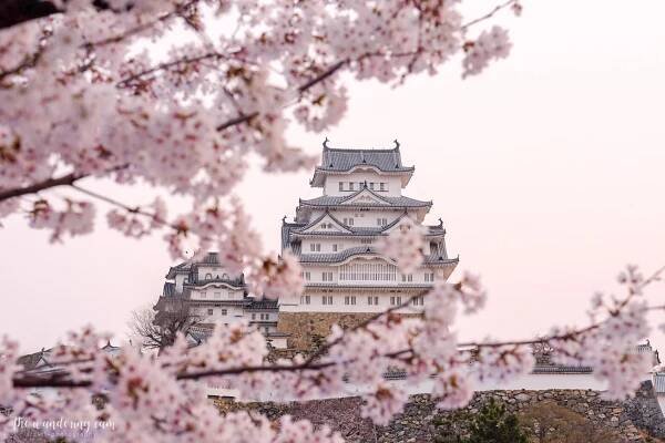 Sakura and Himeji Castle - most beautiful castle in Japan — the wandering cam
