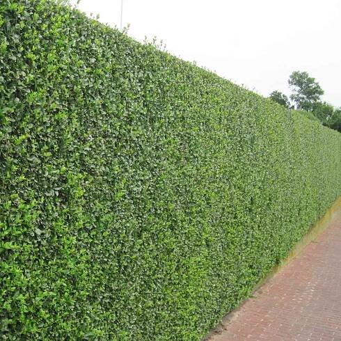 Ligustrum ovalifolium Ptačí zob, 40–60 K3