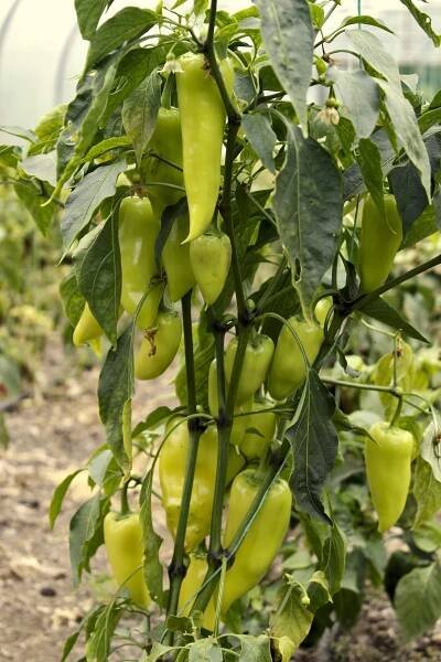 PÁLIVÁ VOSKOVÁ PAPRIKA TRADIČNÍ ODRŮDA Z MAĎARSKA HUNGARIAN HOT WAX SEMENA Latinský název capsicum annum