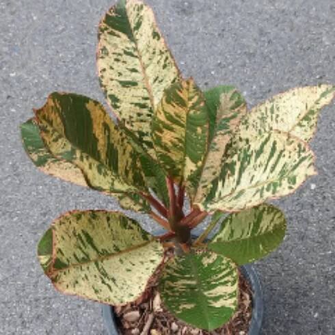 Plumeria-Variegata-0