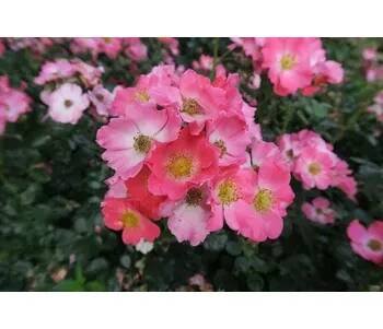 Růže mnohokvětá Meilland 'Pink Meidiland' - Rosa MK 'Pink Meidiland' Kontejner o objemu 3 litry velikost 40-50 cm