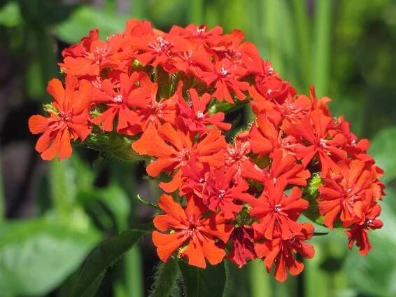 Lychnis chalcedonica, Pocket Park, Kent, Mark Lane Designs