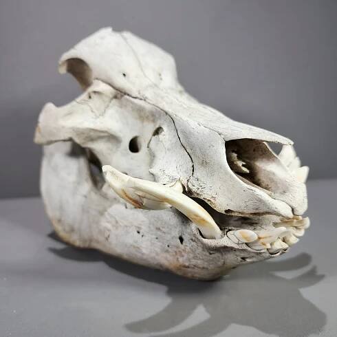 Slide 2 for Domestic Pig Skull, Sus scrofa domesticus, #B