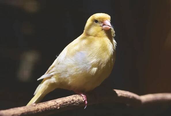 Canary Care Guide - The Best Pet Birds