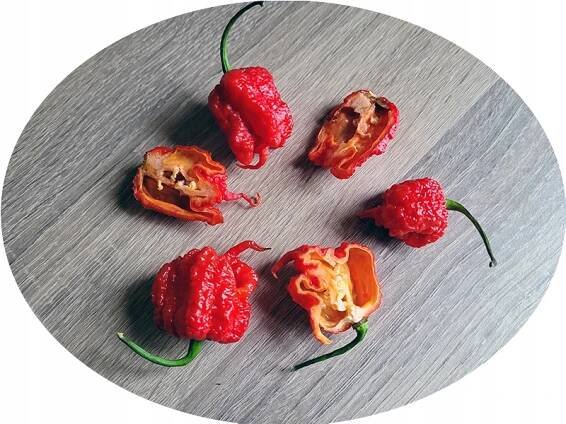 Carolina Reaper STINGER semena nejostřejší chilli papričky na světě HIT za 59.00CZK - Allegro