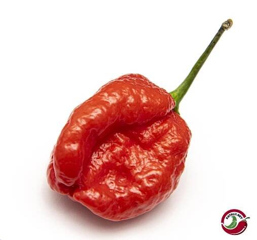 Moruga Sweet » Fatalii Seeds 