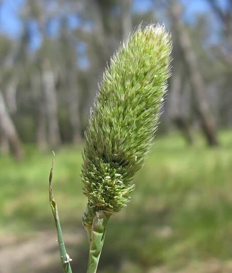 Phalaris paradoxa