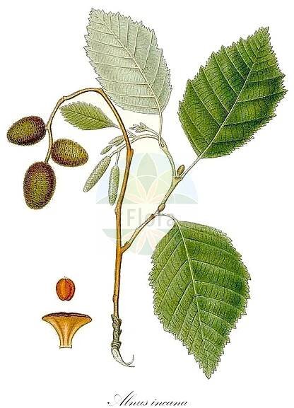 Alnus incana - Betulaceae,Plantae,Pteridobiotina,Angiosperms,Fagales,Betulaceae,Alnus,Alnus incana,Alnus februaria var. incana, Alnus glutinosa var. incana, Alnus incana f. acutiloba, Alnus incana var. argentea, Alnus incana var. argentea, Alnus incana var. bipinnatifida, Alnus incana var. pinnatifida, Betula alnus var. incana, Betula incana,Grau-Erle;grey alder;gray alder;speckled alder;white alder;hoary-leaved alder;silver-leaved alder;Verne;Aulne blanchâtre;aulne blanc;aulne de montagne;aulne gris;aliso blanco;aliso gris;Ontano bianco;ontano peloso;alno bianco;witte steenraket;witte waterkers;grauwe els;grijze els;witte els;ольха серая;vërri;bijela joha;witte reseda;grå al;gråal;gråel;olsza biała;olsza szara;siva jelša;hamvas éger;olše šedá;anin alb;anin de munte;anin roşu;arin alb;jelša sivá;вільха сіра;бяла елша;сива елша;hall lepp;valge lepp;baltalksnis;gråor;harmaaleppä;gráölur;бела јова;baltalksnis;γκρι σκλήθρο