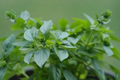 How to Grow Oregano from Seed to Harvest: Check How this Guide Helps Beginners 12