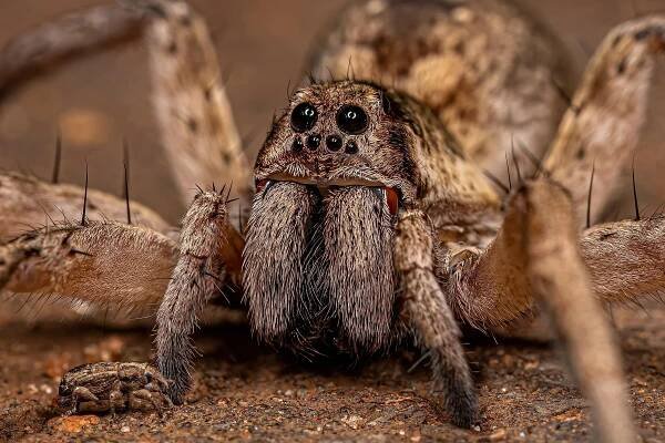 Do Spiders Sleep?