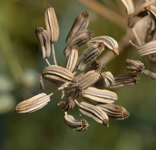 Soubor:Foeniculum vulgare G.jpg