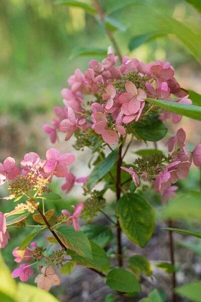 Hortenzie latnatá, Hydrangea paniculata Wim's Red, bílo - červená, kontejner 4 l | ZAZUMi.cz