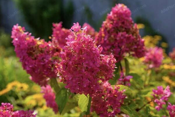 Hortenzie kytice 'Vanille Fraise' (Hydrangea paniculata) Květináč Barva květů bílá růžová