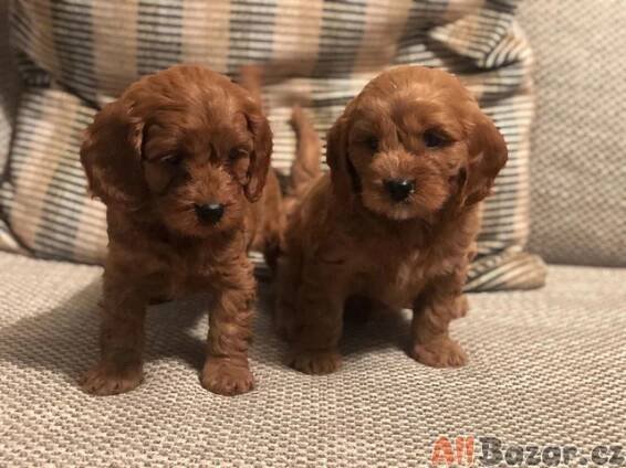 Štěňata Cavapoo na prodej. - 2/3