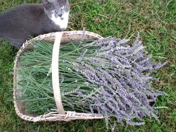 gardening Archives - Laura Foster Nicholson