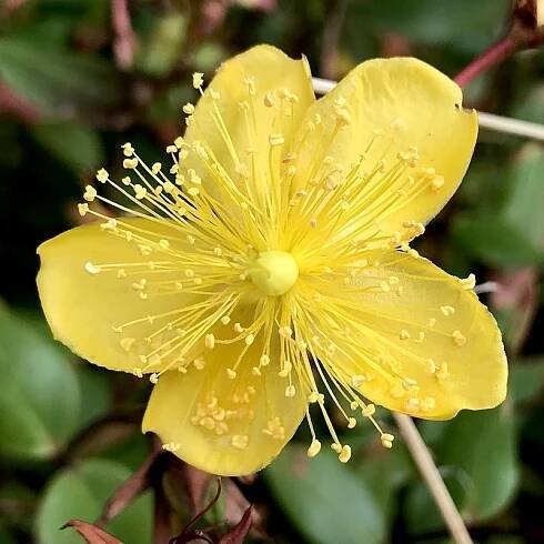 Rose of Sharon flower