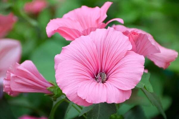 lavatera