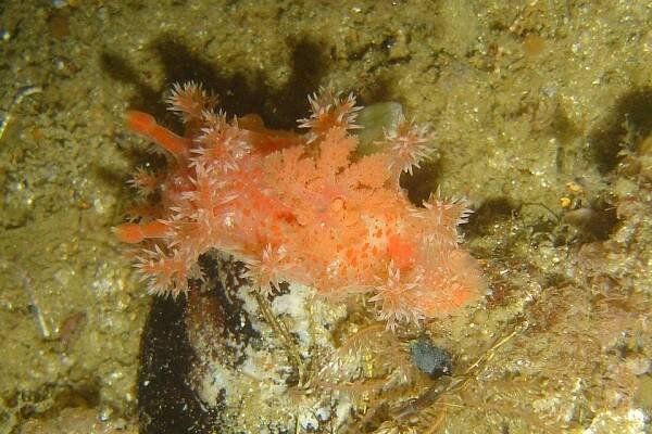 The rare Tasselled nudibranch.