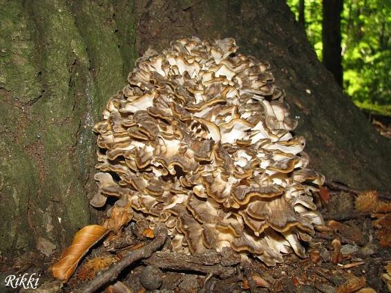 Trsnatec lupenitý - (Grifola frondosa)