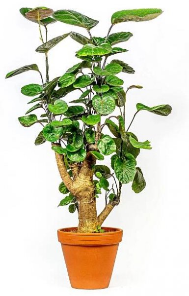 Polyscias Fabian, průměr 12 cm