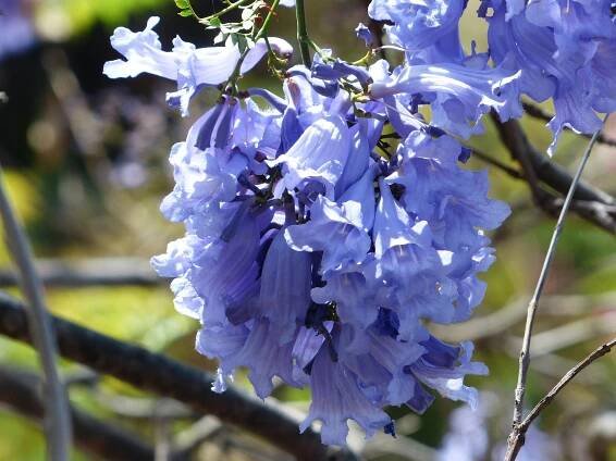 Jacaranda kvete na jaře