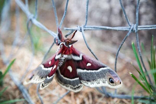 Promethea silkmoth in Colorado