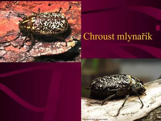 Chroust mlynařík 
 