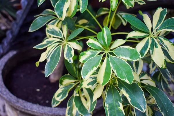 Is Schefflera (Umbrella Tree) Toxic to Dogs? - Botany-World