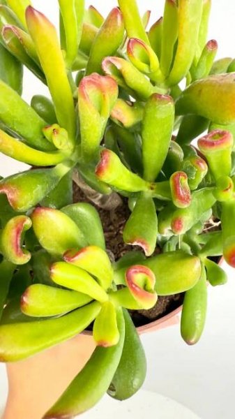 Crassula Gollum, sukulent s trubkovitými listy, pokojová rostlina Latinský název ostatní