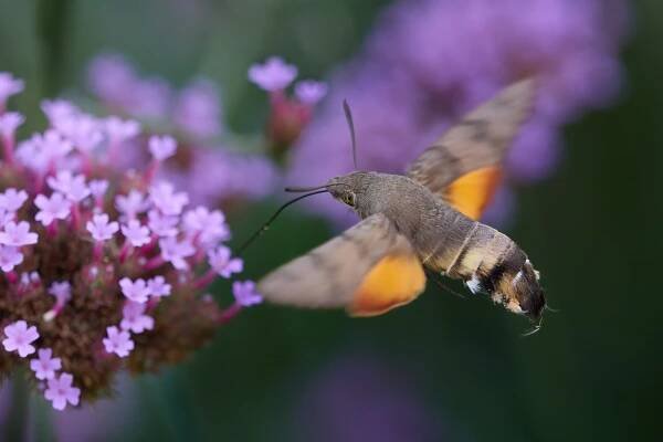 Dlouhozobka svízelová (Macroglossum stellatarum)