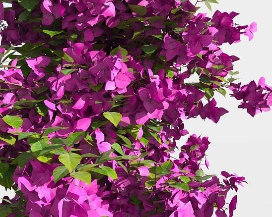 3D bougainvillea 2 https://p.turbosquid.com/ts-thumb/UT/Js5qYJ/yU9645pT/bougainvillea_b_9/jpg/1496087179/1920x1080/fit_q87/441b57756198e379dfb795504c6c05975c651249/bougainvillea_b_9.jpg