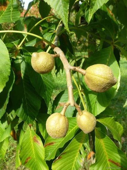 Jírovec Dupontův (Aesculus x dupontii var hessei)