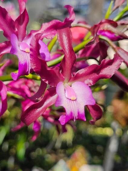 Cattleya aurantiaca x Myrmecophila undulata Myrmecophila La Foresta Orchids 