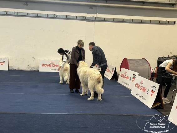 IHA WELS 2024 – WINTER TROPHY – 7.12. 2024 - BABYLON BOHEMIA