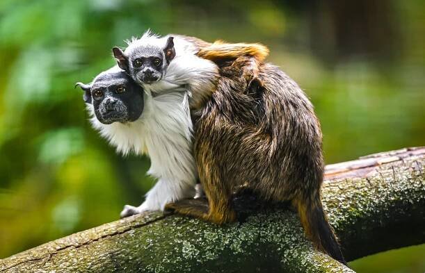 Zoo Zlín - mimořádný chovatelský úspěch! - Naše Valašsko - vždy čerstvé informace z regionu
