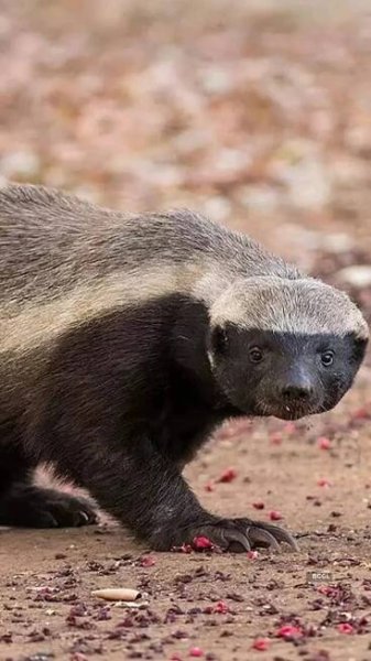 Why the little Honey Badger is considered the real ‘boss’ of the forest