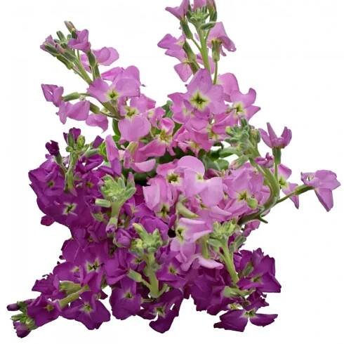 Matthiola ANYTIME ROSE 40cm