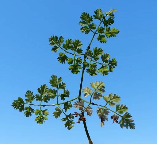 Anthriscus cerefolium (L.) Hoffm. - Portale della Flora d'Italia / Portal to the Flora of Italy