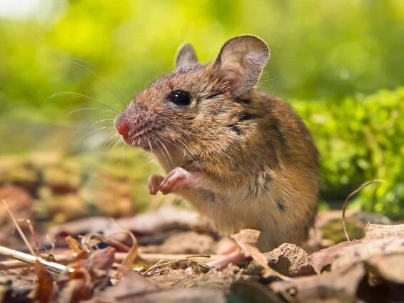Polní myš (Apodemus sylvaticus) na lesní půdě s předními končetinami u sebe jako modlení v přírodním prostředí — Stock obrázek