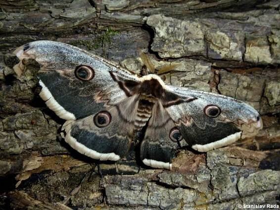 Saturnia pyri - martináč hrušňový | Saturniidae - martináčovití | Natura Bohemica