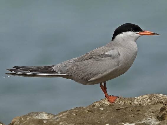 Breeding adult - ML140480481