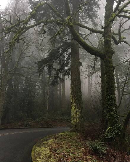 misty trees surround a curving highway in the rain
