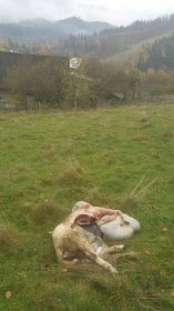 15 potrhaných ovcí v Beskydech: Majitel dobíjel březí samice!